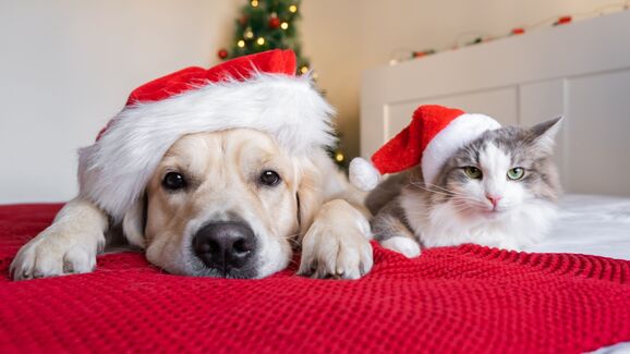 Um animal não é um presente de Natal. Porque deve evitar adoções por impulso durante esta época
