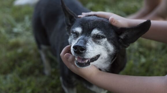 Velhotes, mas com muito amor para dar. Proteja as articulações dos seus patudos no inverno