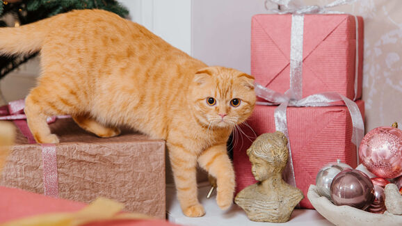 Dos brinquedos aos petiscos. Temos 6 ideias de presentes de Natal para mimar o seu patudo