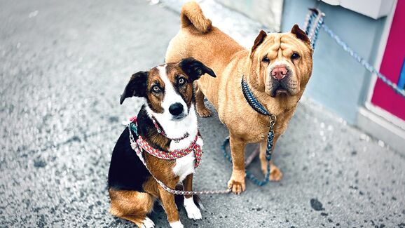 Câmara Municipal de Lisboa alerta para burla com animais desaparecidos