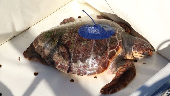 Tartaruga Salina reabilitada no Zoomarine percorre 9 mil km do Guadiana ao Mediterrâneo
