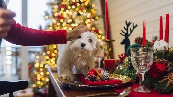 Do chocolate ao bacalhau. Conheça 3 perigos de Natal para cães e gatos e 3 mimos seguros