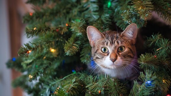 A sua casa já está decorada para o Natal? Temos 5 dicas para evitar acidentes com os patudos da família