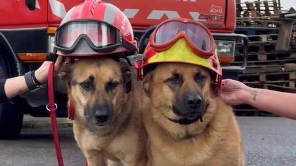 O calendário mais fofo do país!  Charlie e Óscar, os patudos do quartel de Areosa, são as estrelas do calendário