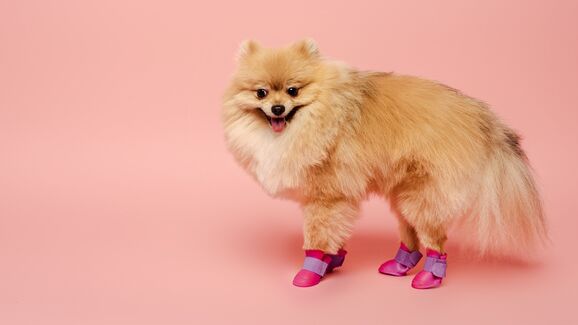 Patas sensíveis e viagens à neve? O seu patudo vai adorar estas botas