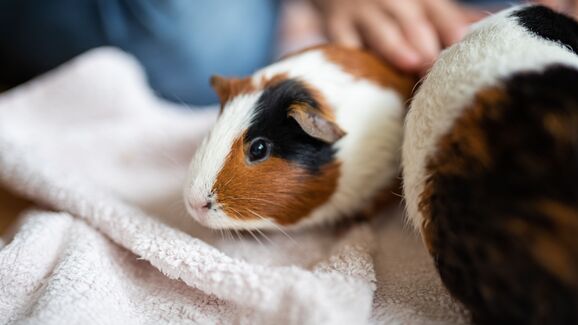 Os seus roedores têm um cheiro intenso? Temos a solução que precisa!