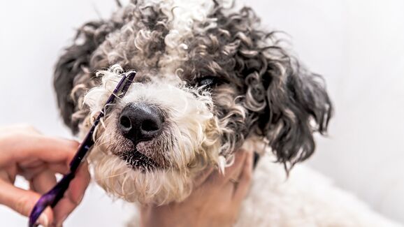 Manter o pelo do seu cão saudável não tem de ser uma dor de cabeça. Nós ajudamos