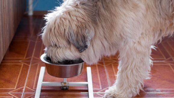 Coluna direita, barriga feliz. Um comedouro elevado pode contribuir para a saúde do seu cão!