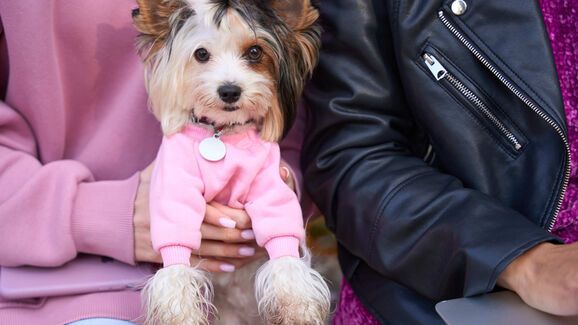 Louis Vuitton, DOGUE e Adidas: 2025 foi o ano em que as marcas se renderam aos patudos