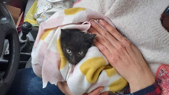 Um milagre de Natal! Gatinho bebé é resgatado de motor de carro em Braga