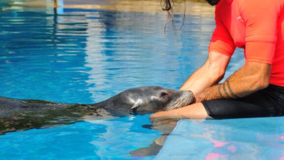 Zoomarine renova, pelo oitavo ano, certificação internacional de bem-estar animal