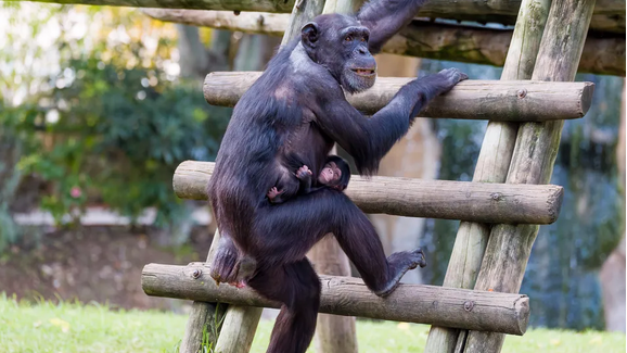 Jardim Zoológico de Lisboa dá as boas-vindas a um chimpanzé bebé