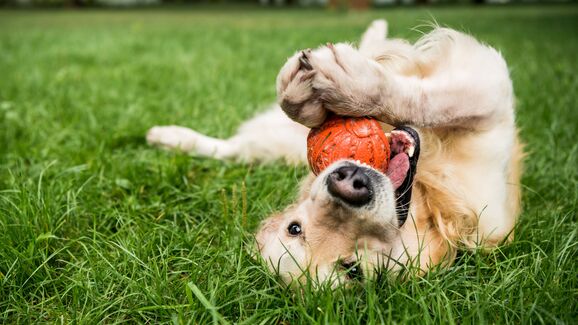 Cachorros elétricos, adultos ativos e séniores tranquilos. Saiba como adaptar as brincadeiras a cada fase de vida do seu cão