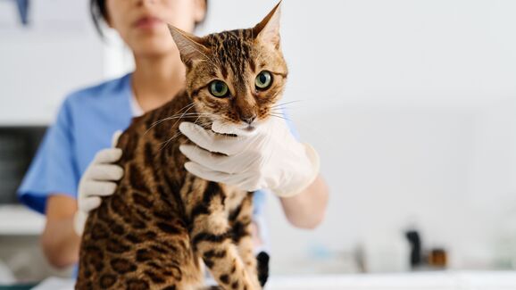 Já fez o check-up anual do seu animal de estimação? É mais importante do que imagina
