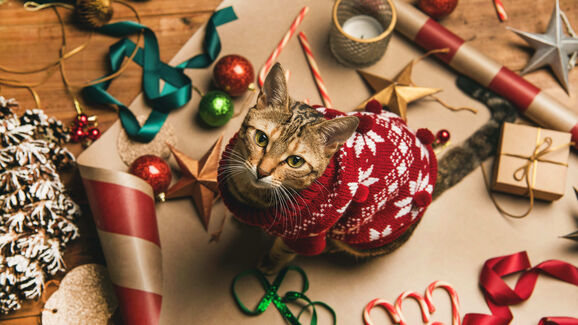 A rotina é o melhor presente. Saiba como ajudar cães e gatos a lidar com o caos das festas