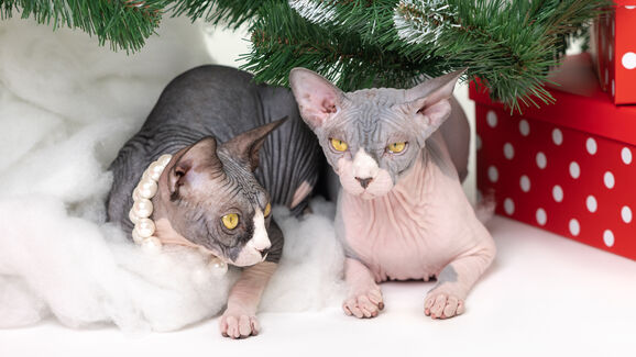 Holanda vai proibir manter gatos Sphynx e Scottish Fold como animais de estimação a partir de 2026