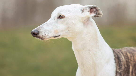 Quanto mais claro o pelo, maior o risco. Como reconhecer e prevenir o cancro de pele em cães e gatos?