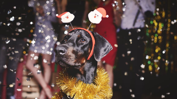 Há sempre alternativas! Como pode festejar o Ano Novo sem assustar os seus animais?