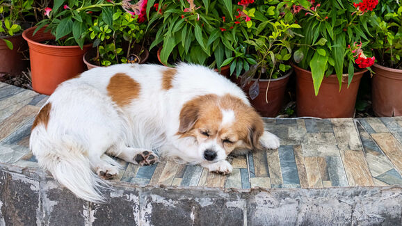 As temperaturas continuam a descer e coloca-se a questão: os cães podem ou não continuar a dormir no quintal?