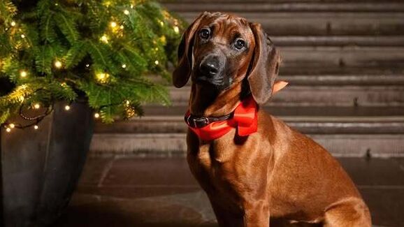 Uma patuda de 'sangue azul'. Família Real Sueca apresenta a nova mascote, Bonnie