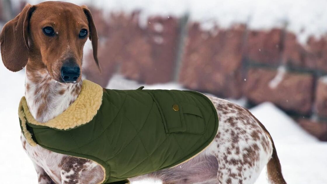Cão usa casaco quente para o frio