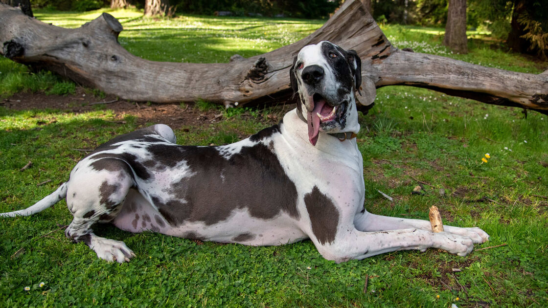 Dogue Alemão (Great Dane)