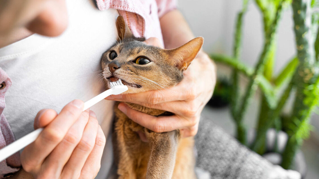 Mau hálito, tártaro e dor. Saiba porque é tão importante escovar os dentes ao seu gato