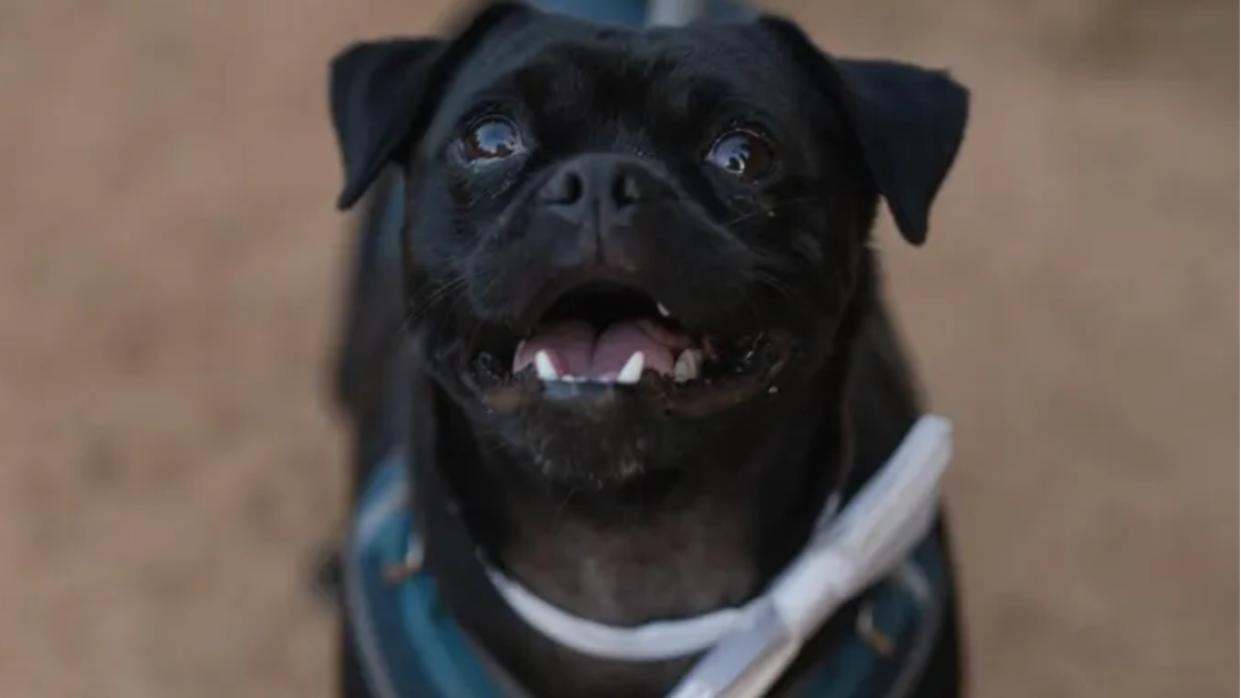  Mo Bamba, o primeiro mayor canino de Austin, Texas.