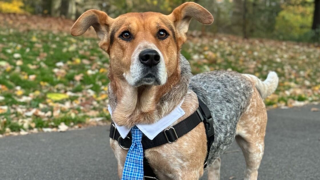 Simon, o Dog Mayor de Nova Iorque