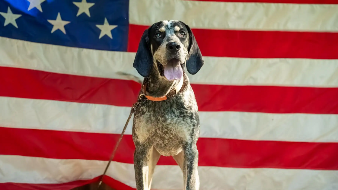 Boone, o Dog Mayor de Rabbit Hash, no Kentucky