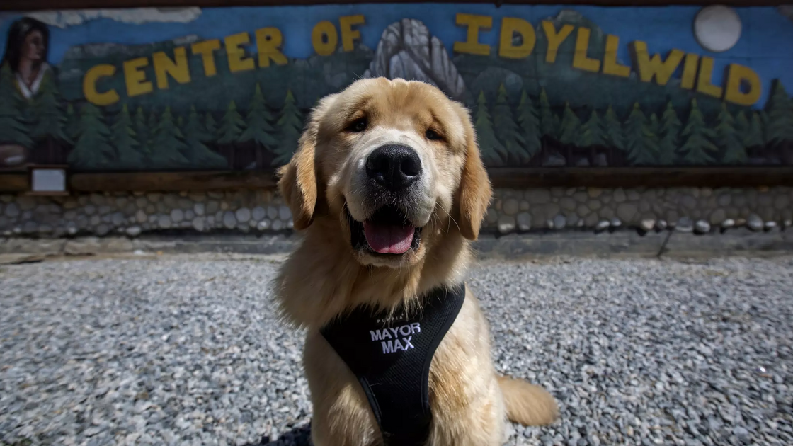 Max III, Dog Mayor de Idyllwildm, na Califórnia