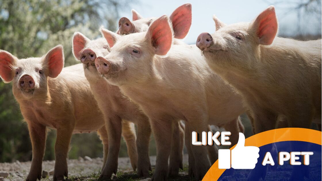 Gostava de ter um porco como animal de estimação? Então este 