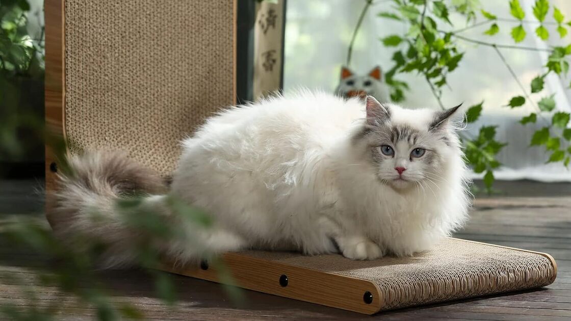 Gato branco repousa num arranhador de cartão, com plantas e luz natural ao fundo.
