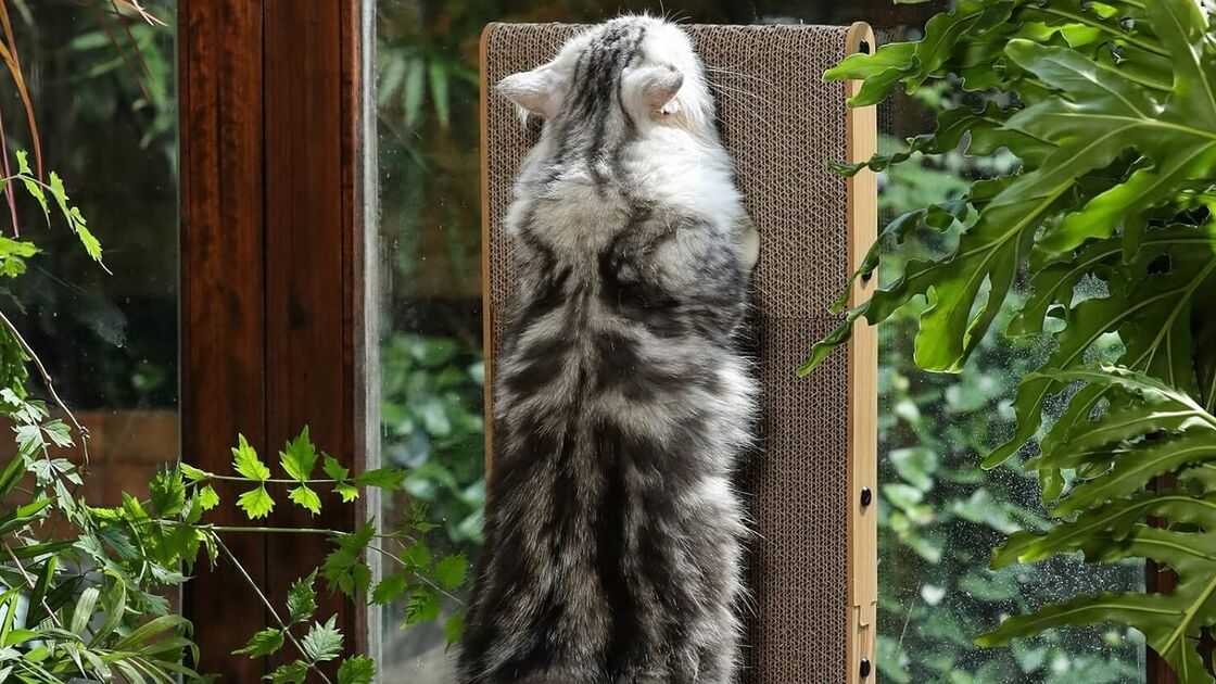 Gato usa arranhador perto de janela com plantas