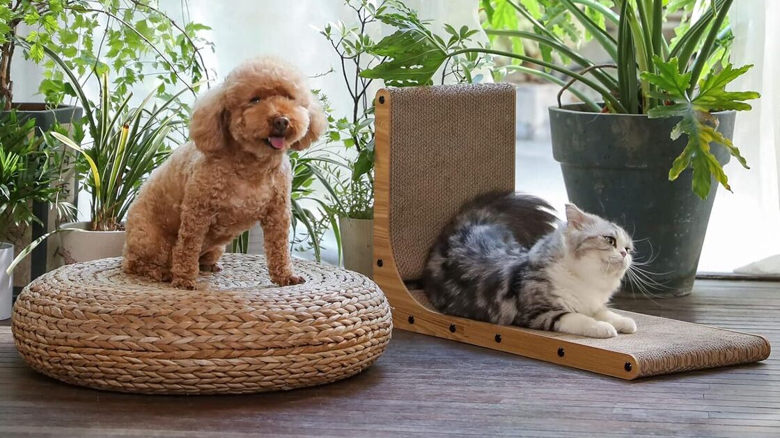 Um cão e um gato relaxam num espaço cheio de plantas
