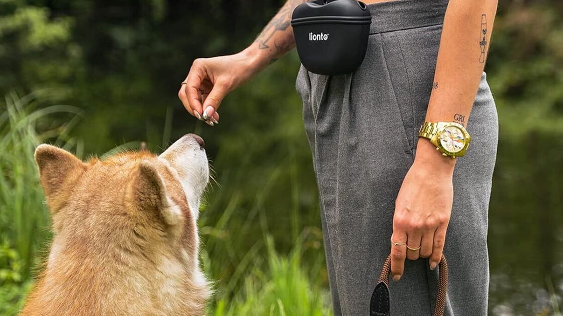 Treino de cão com recompensas e petiscos frescos.
