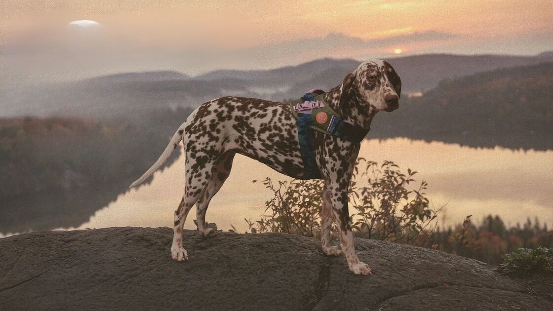 Reebok lança coleção desportiva exclusiva para patudos com a Zeedog