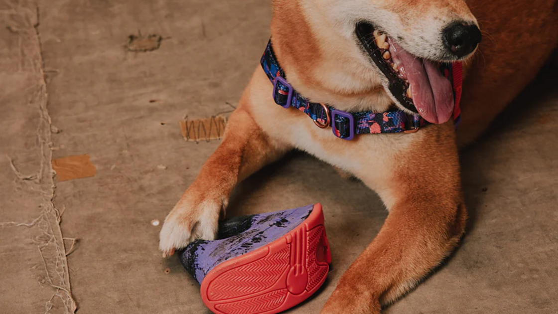Reebok e Zeedog lançam coleção desportiva para animais de estimação
