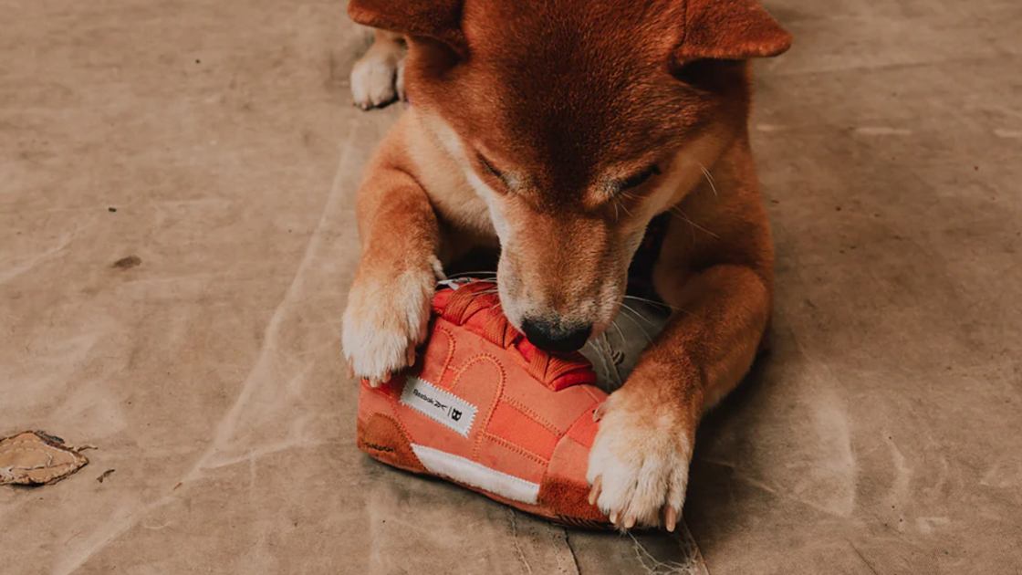 Reebok e Zeedog lançam coleção desportiva para cães