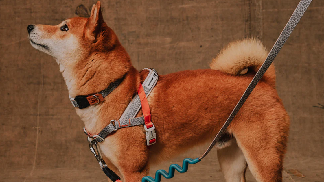 Reebok e Zeedog criam coleção desportiva para animais de estimação