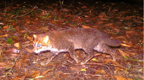 Boas notícias! Felino que se pensava extinto reaparece na Tailândia após 30 anos