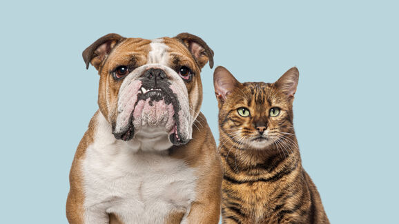 Cães e gatos: será que entendem a nossa linguagem?