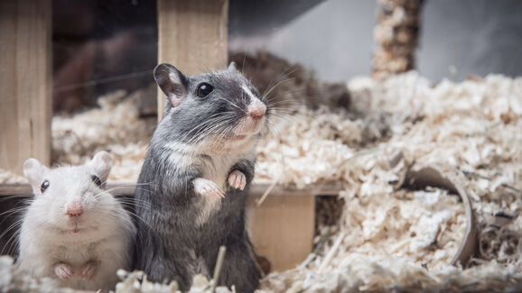 Os seus hamsters e porquinhos-da-índia estão a ficar 