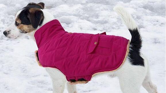 Se o seu cão é friorento, surpreenda-o com um casaco quentinho