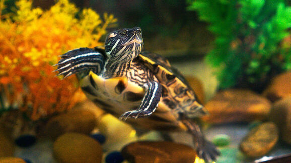 tartaruga em aquário