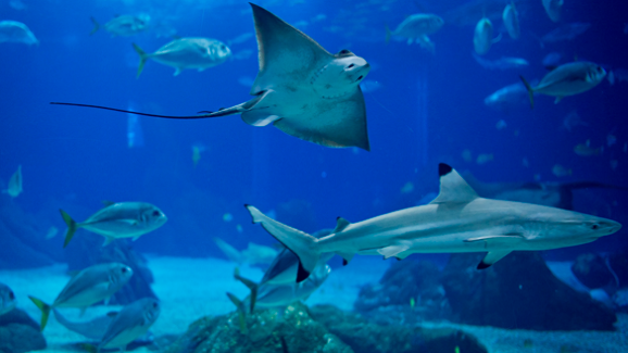 Uma nova forma de conhecer a vida aquática. O 