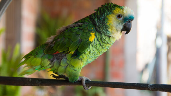 Tédio, doença ou stress? Descubra o que leva as aves a arrancarem as próprias penas