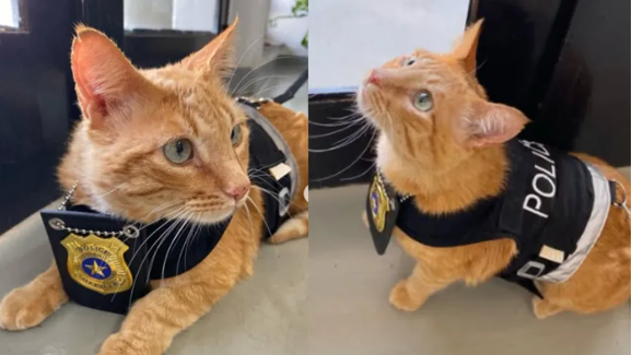 Certamente já ouviu falar de cães-polícia. E de gatos-polícia? Este é o 
