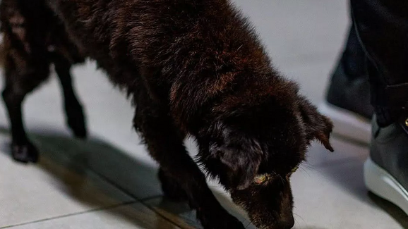 Arouca resgata cão abandonado e lembra: 