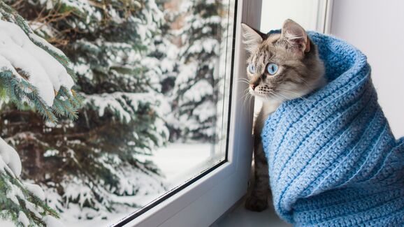 O frio está ligado a problemas respiratórios? Saiba quais os animais de estimação mais vulneráveis